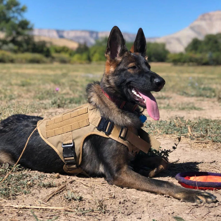 Dog wearing a tactical vest lying on the ground with mountains in the background