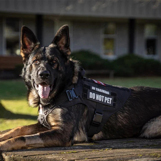 Dog wearing a tactical harness sitting on a log outdoors.