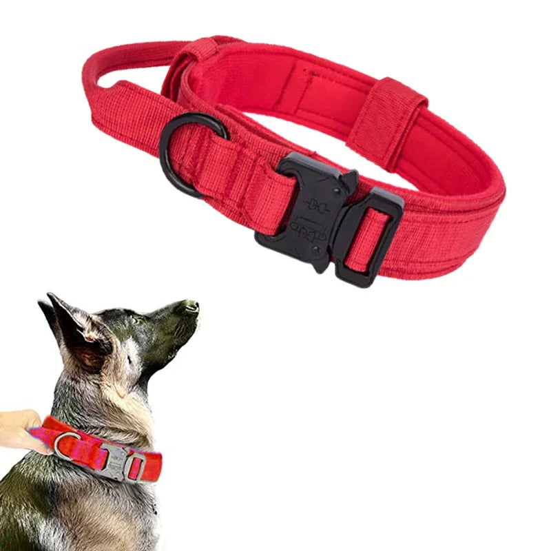 Red dog collar with black buckle on a white background, with a dog wearing the collar.