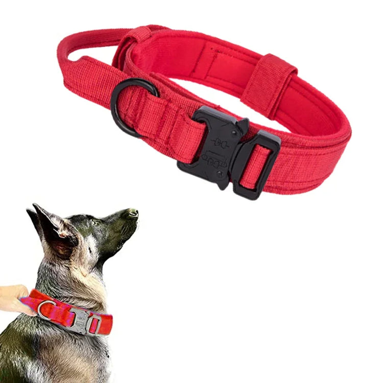 Red dog collar with black buckle on a white background, with a dog wearing the collar.