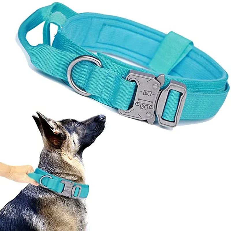 Turquoise dog collar with silver buckle on a white background