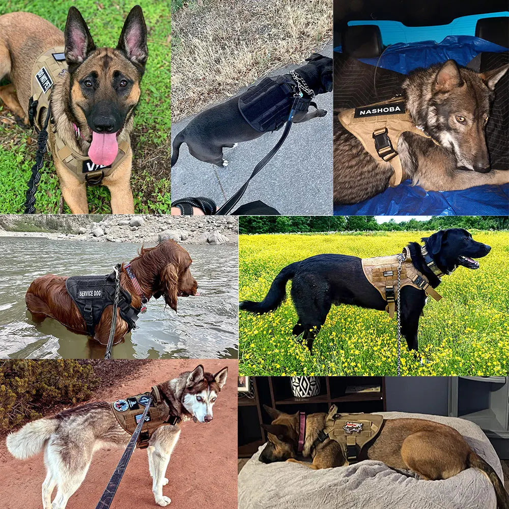 Adjustable Dog Harness
